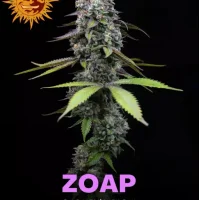 Zoap
